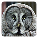 Strix